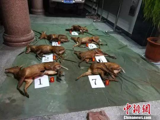 　　资料图：被查获的7只黄麂死体。　景谷县森林公安局供图
